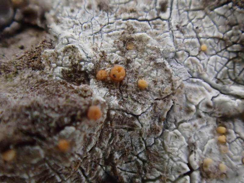 Sarea Lichen (Sarea resinae): growing on the sap of Eastern White Pine