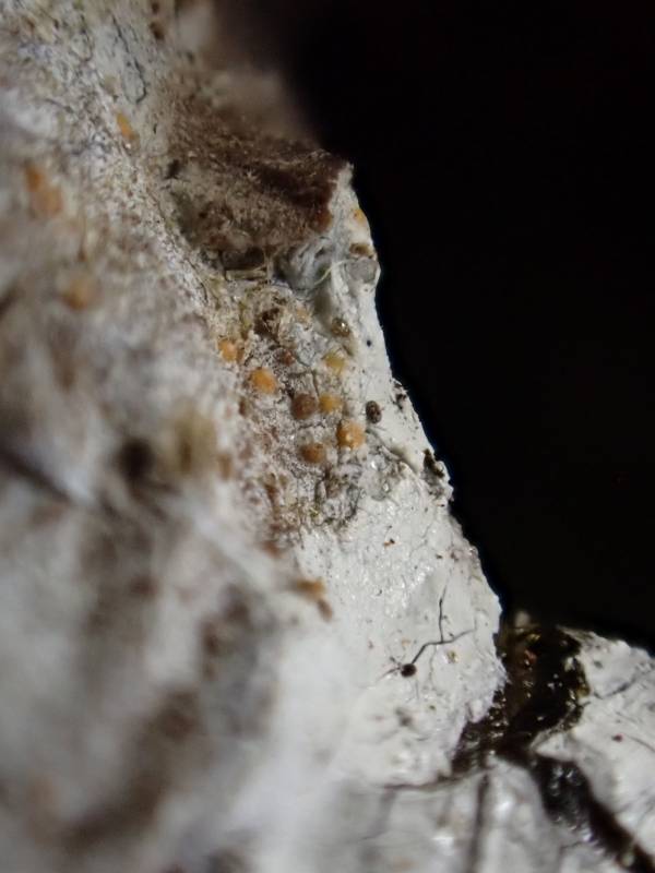 Sarea Lichen (Sarea resinae): growing on the sap of Eastern White Pine
