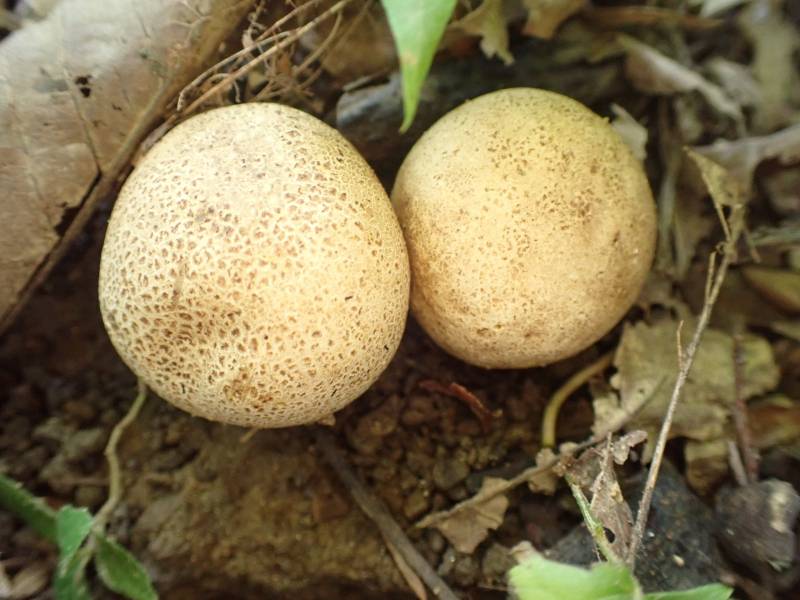Leopard Earthball (Scleroderma areolatum)