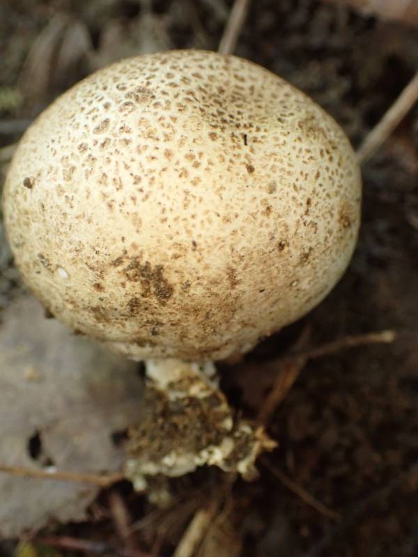 Leopard Earthball (Scleroderma areolatum)