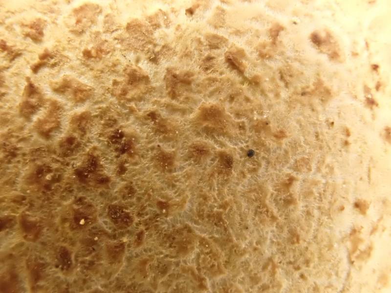 Leopard Earthball (Scleroderma areolatum)