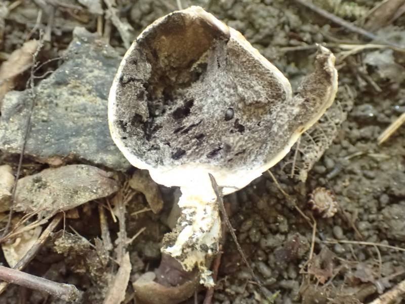 Leopard Earthball (Scleroderma areolatum)