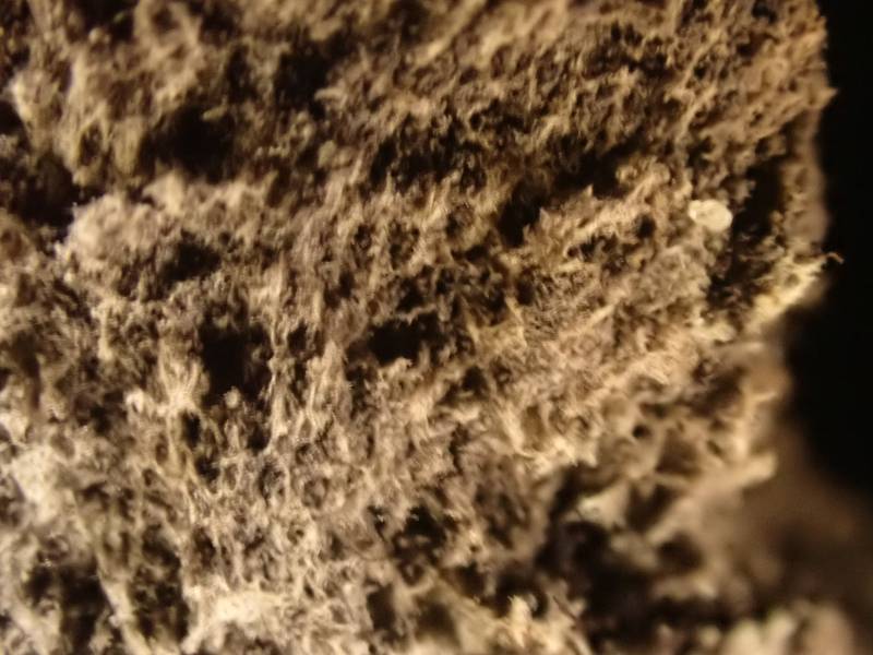 Leopard Earthball (Scleroderma areolatum)