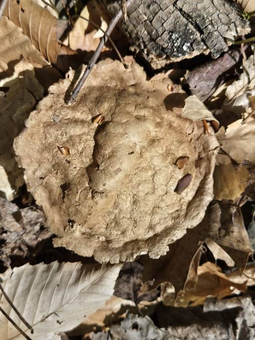 Many-rooted Earthball (Scleroderma polyrhizum)