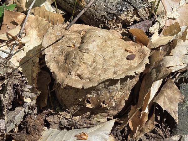 Many-rooted Earthball (Scleroderma polyrhizum)