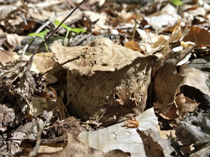Many-rooted Earthball (Scleroderma polyrhizum)
