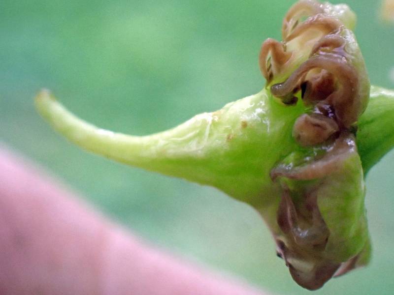 Taphrina farlowii (No Common Name)