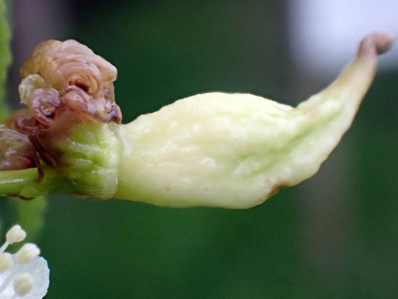 Taphrina farlowii (No Common Name)