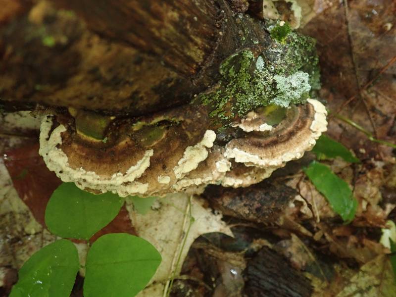 Deer-colored Trametes (Trametopsis cervina)