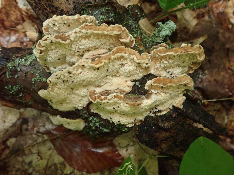 Deer-colored Trametes (Trametopsis cervina)