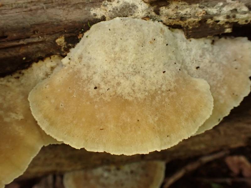 Tyromyces galactinus (No Common Name)