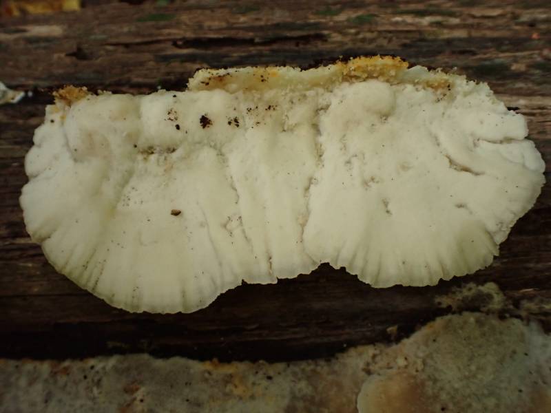 Tyromyces galactinus (No Common Name)