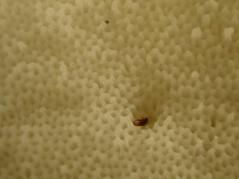 Tyromyces galactinus (No Common Name) close-up of pores