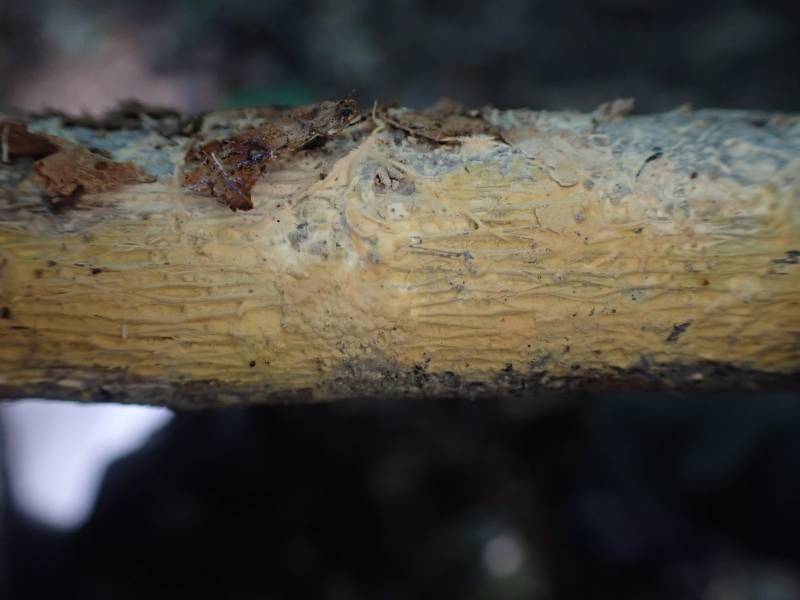 Vararia investiens (No Common Name)