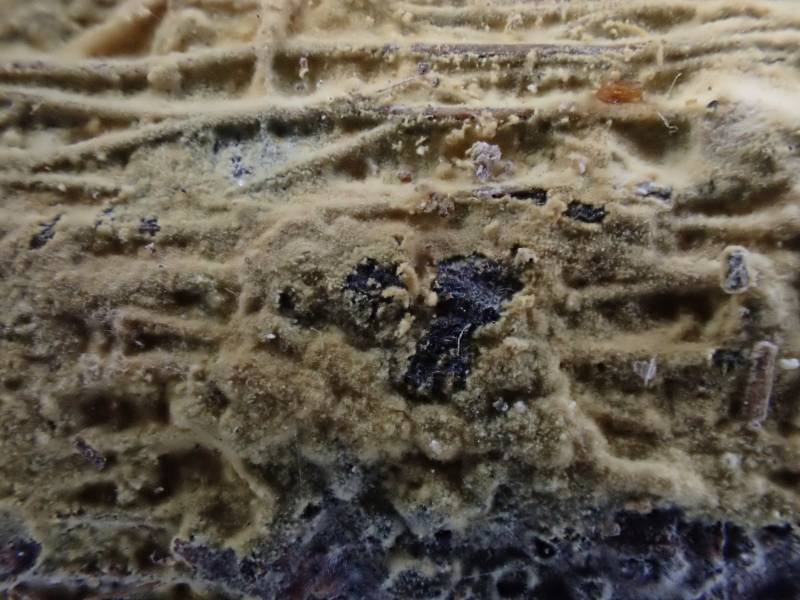 Vararia investiens (No Common Name)