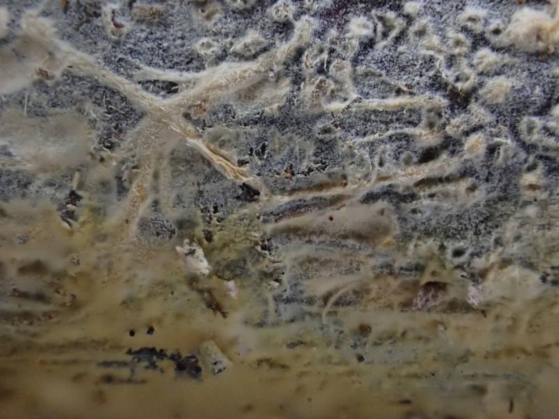 Vararia investiens (No Common Name)