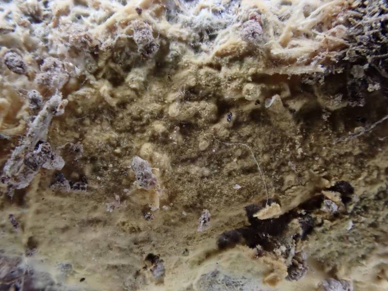 Vararia investiens (No Common Name)