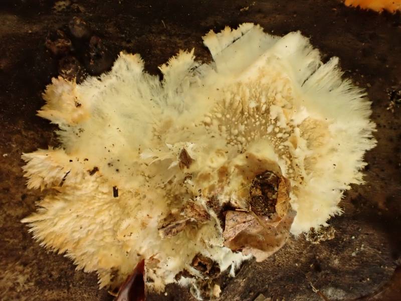 Yellow Cobweb (Xenasmatella vaga)