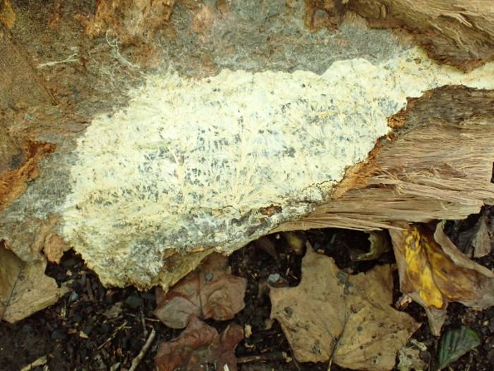 Yellow Cobweb (Xenasmatella vaga)