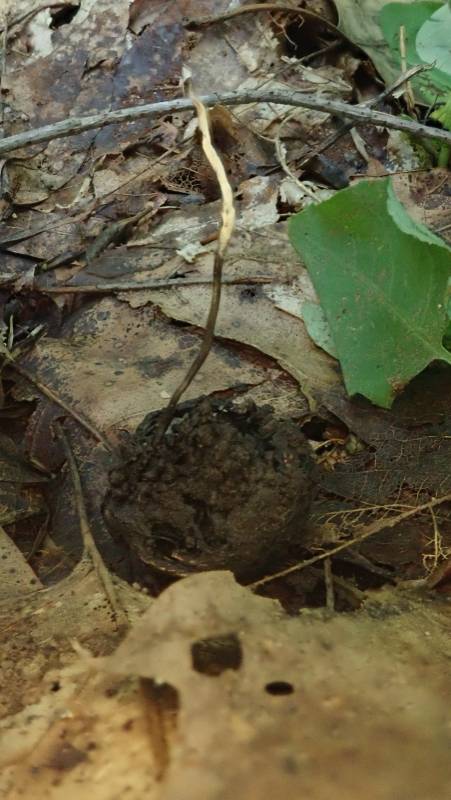 Xylaria filiformis (No Common Name)