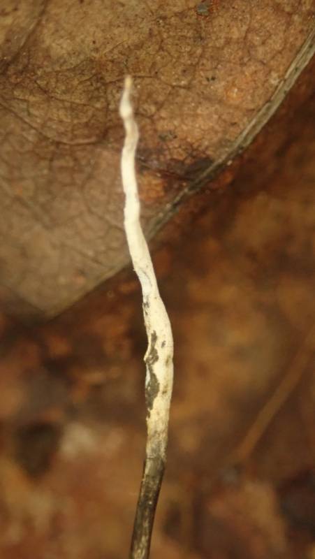 Xylaria filiformis (No Common Name)