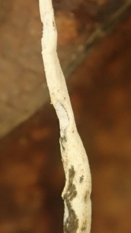 Xylaria filiformis (No Common Name)