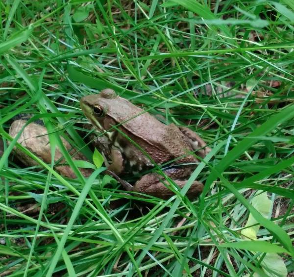 Lithobates sylvaticus (Wood Frog)