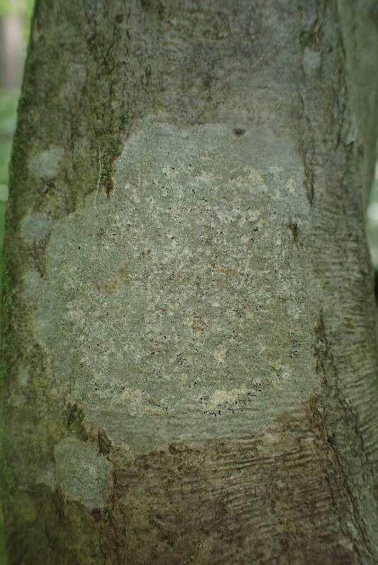 Crustose Lichen (Arthoniaceae)