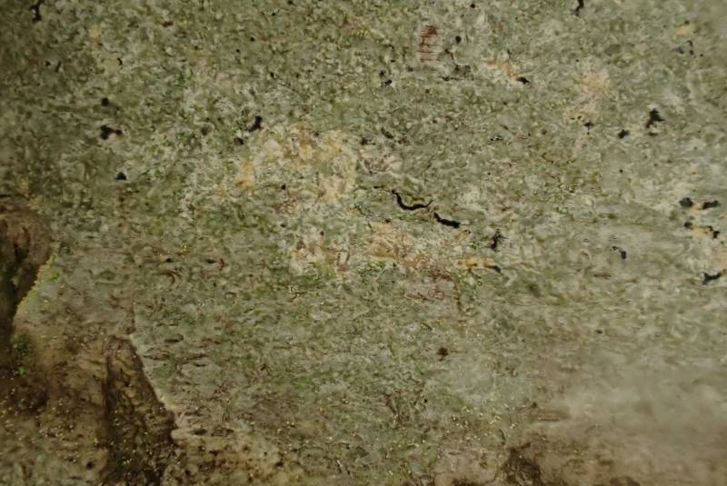 Crustose Lichen (Arthoniaceae)