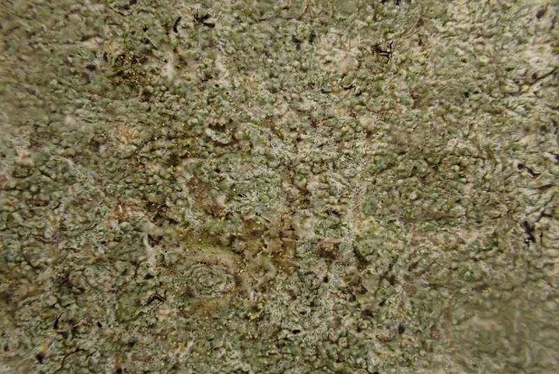 Crustose Lichen (Arthoniaceae)