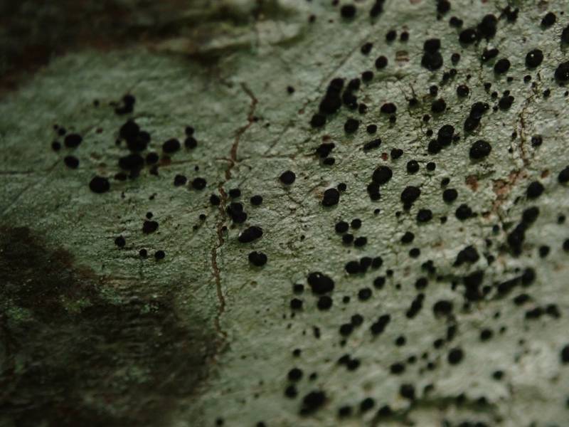 Button Lichens (Buellia)