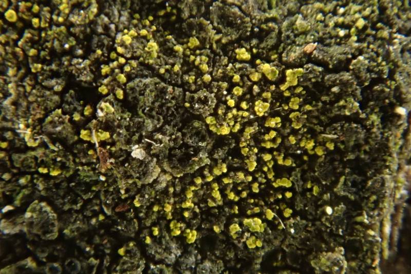 Powdery Gold Speck Lichen (Candelariella efflorescens)