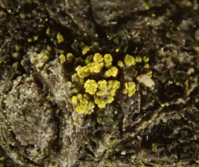 Powdery Gold Speck Lichen (Candelariella efflorescens)