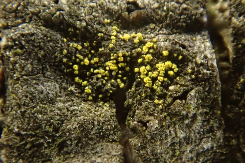 Powdery Gold Speck Lichen (Candelariella efflorescens)