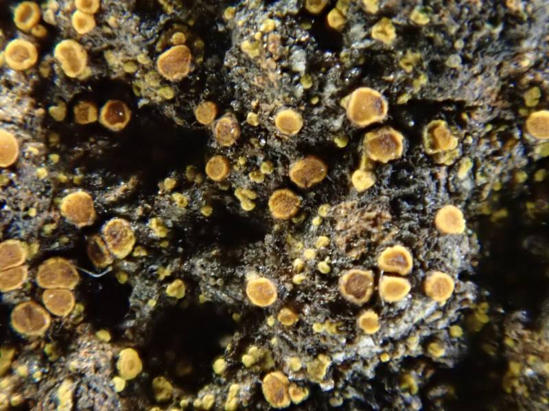 Common Yolk Lichen (Candelariella vitellina)