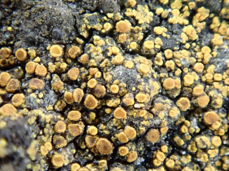 Common Yolk Lichen (Candelariella vitellina)
