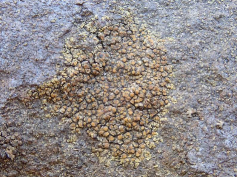 Common Yolk Lichen (Candelariella vitellina)