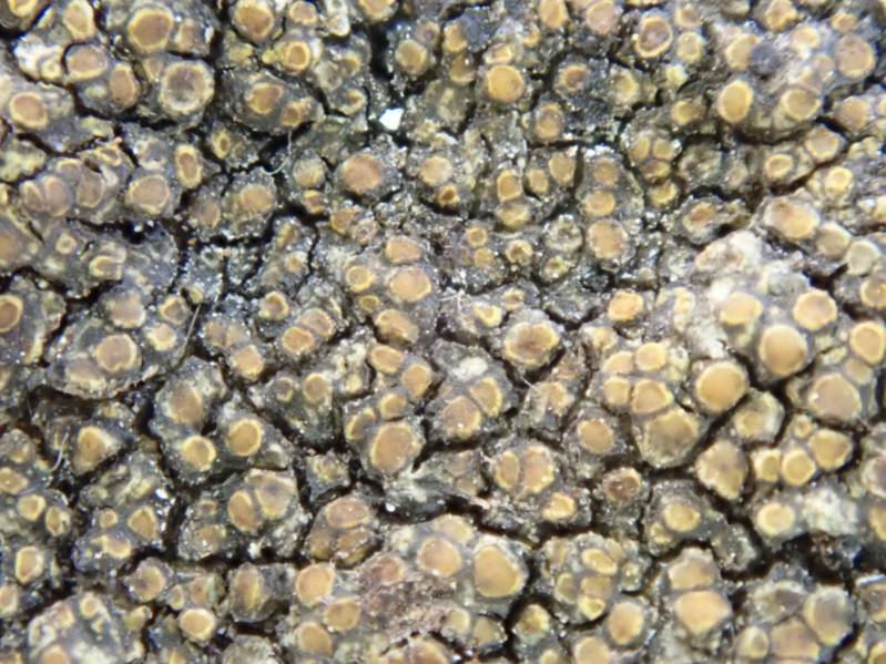 Common Yolk Lichen (Candelariella vitellina)