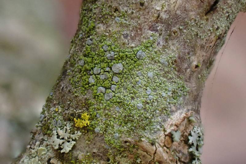 Frosted Comma Lichen (Chrysothrix caesia): Habit
