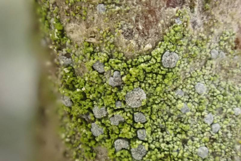 Frosted Comma Lichen (Chrysothrix caesia): Close-up showing the dense pruina on the apothecia (i.e.