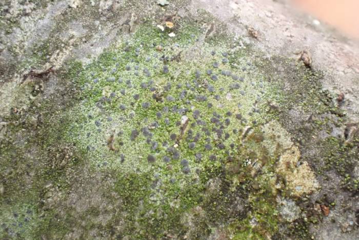 Frosted Comma Lichen (Chrysothrix caesia)