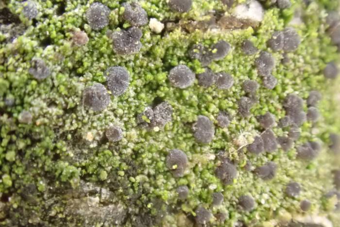 Frosted Comma Lichen (Chrysothrix caesia)