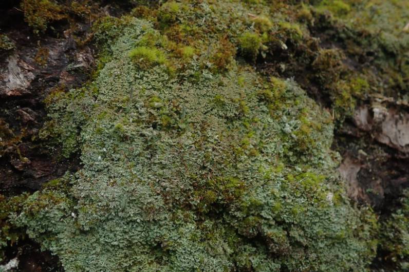 Stubby-stalked Cladonia (Cladonia caespiticia)