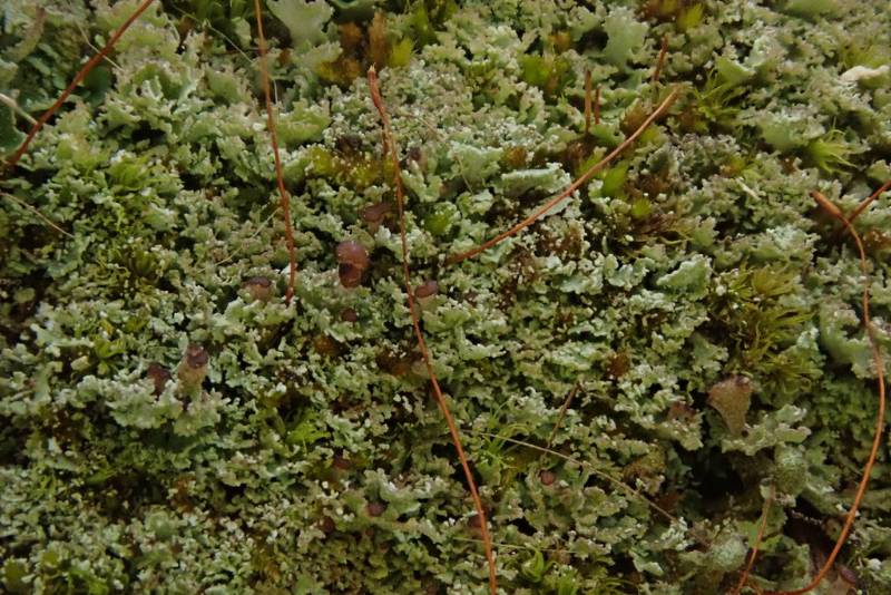 Stubby-stalked Cladonia (Cladonia caespiticia)