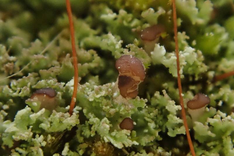 Stubby-stalked Cladonia (Cladonia caespiticia)