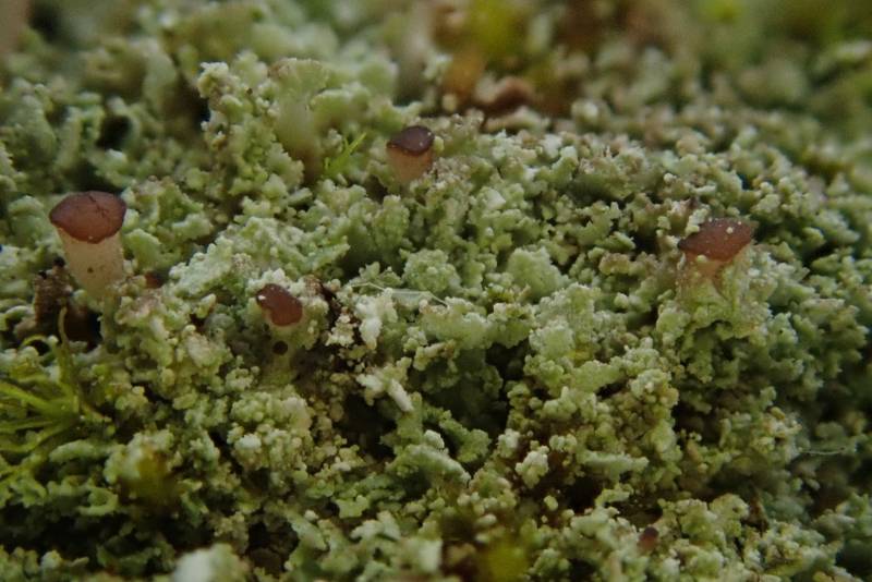 Stubby-stalked Cladonia (Cladonia caespiticia)