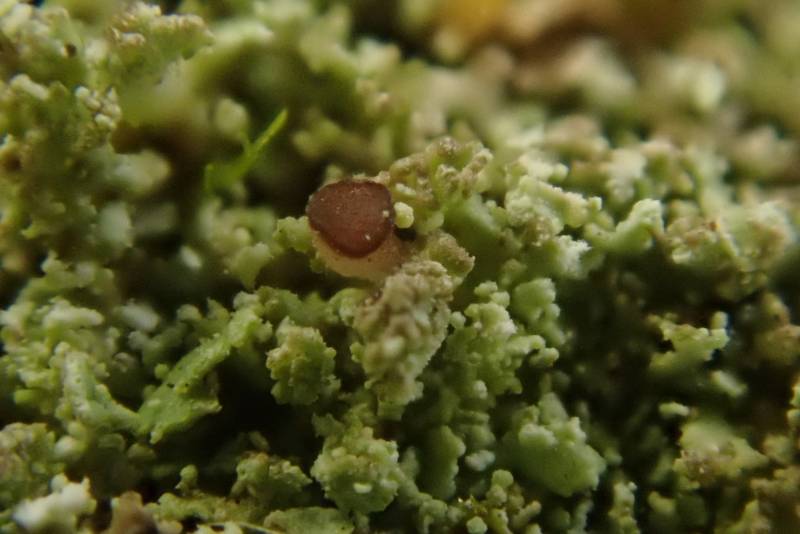Stubby-stalked Cladonia (Cladonia caespiticia)