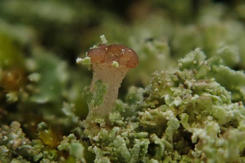 Stubby-stalked Cladonia (Cladonia caespiticia)