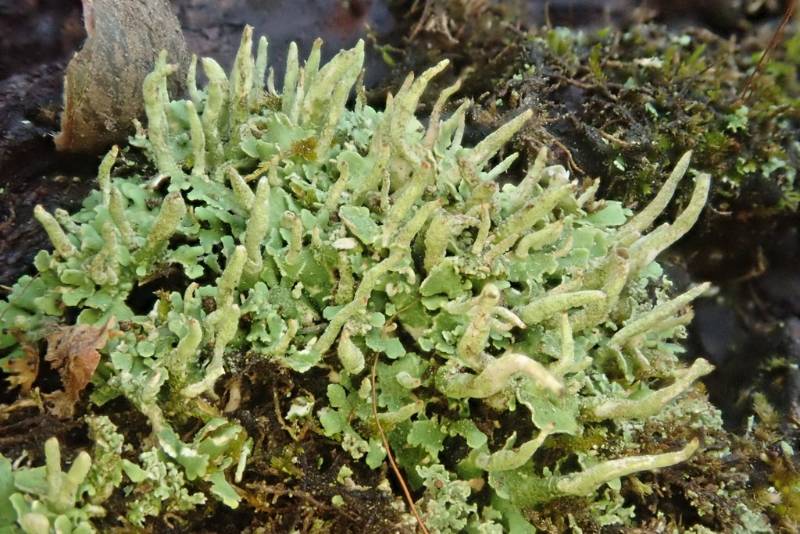 Powder Horn Lichen (Cladonia coniocraea)