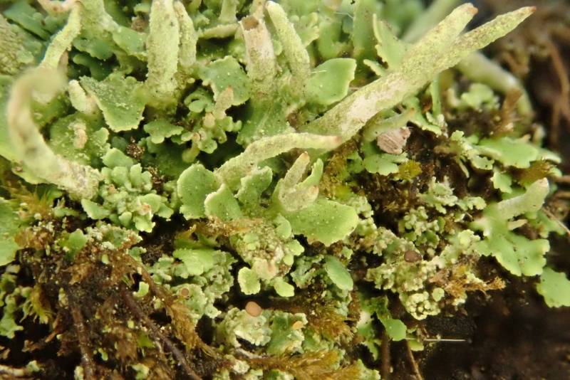 Powder Horn Lichen (Cladonia coniocraea)